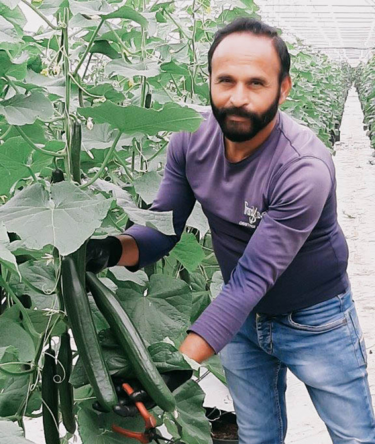 Harvinder Singh (Unser Gärtner) bei der Gurkenernte